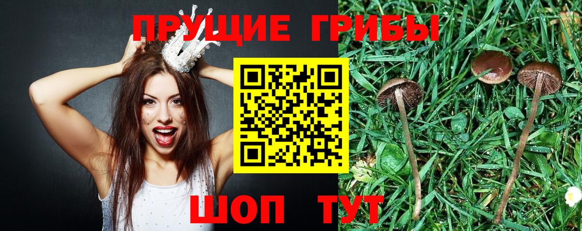 Псилоцибиновые грибы Psilocybe Вичуга