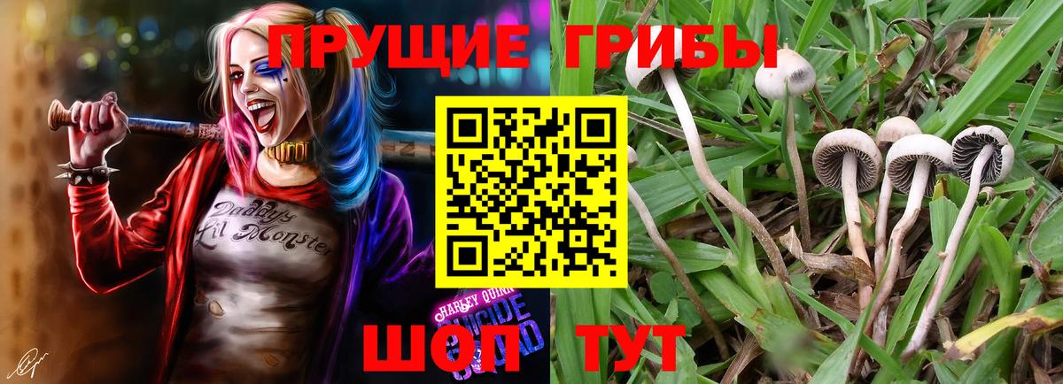 Галлюциногенные грибы Cubensis  Вход с VPN  Вичуга 
